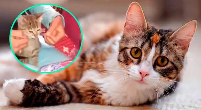 Gatito ayuda a su dueña a envolver un regalo y cautiva a todos en las redes sociales Gatito ayuda a su dueña a envolver un regalo y cautiva a todos en las redes sociales