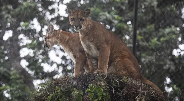 Los cachorros disfrutan de su nuevo habitad. Los cachorros disfrutan de su nuevo habitad.