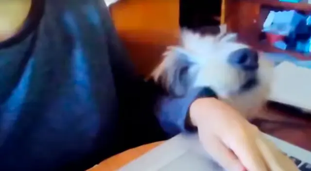 La reacción de un perro al ver a su dueña trabajar divierte a muchos usuarios La reacción de un perro al ver a su dueña trabajar divierte a muchos usuarios