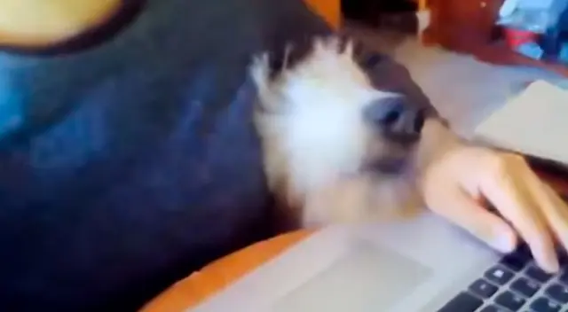 La reacción de un perro al ver a su dueña trabajar divierte a muchos usuarios La reacción de un perro al ver a su dueña trabajar divierte a muchos usuarios