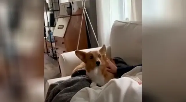 Perro tiene peculiar mirada cuando su dueña lo deja de acariciar Perro tiene peculiar mirada cuando su dueña lo deja de acariciar