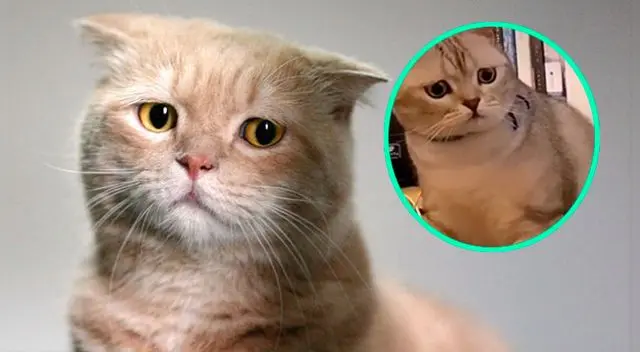 Gato ve a su dueña acariciando a otro felino y su reacción se vuelve viral