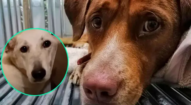 Hombre adopta a perrito que fue abandonado en una veterinaria Hombre adopta a perrito que fue abandonado en una veterinaria