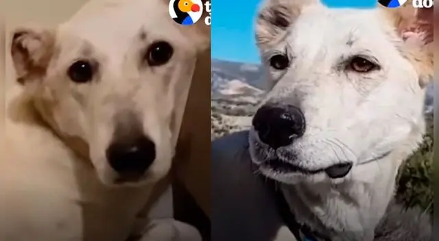 Hombre adopta a perrito que fue abandonado en una veterinaria Hombre adopta a perrito que fue abandonado en una veterinaria