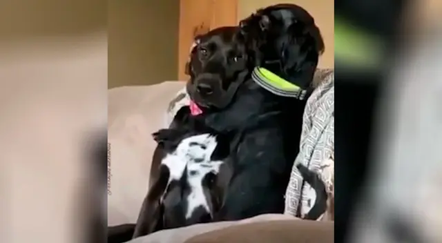 Mujer deja solos a sus perros y al regresar descubre tierna escena Mujer deja solos a sus perros y al regresar descubre tierna escena