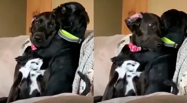 Mujer deja solos a sus perros y al regresar descubre tierna escena Mujer deja solos a sus perros y al regresar descubre tierna escena