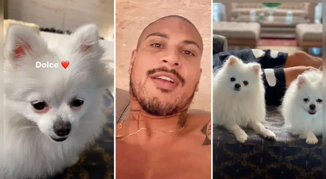 Paolo Guerrero comparte instantáneas de sus perritos.