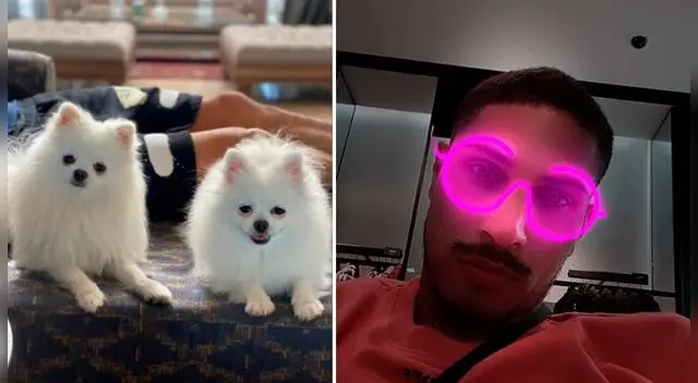 Perritos de Paolo Guerrero enamoran a los usuarios.