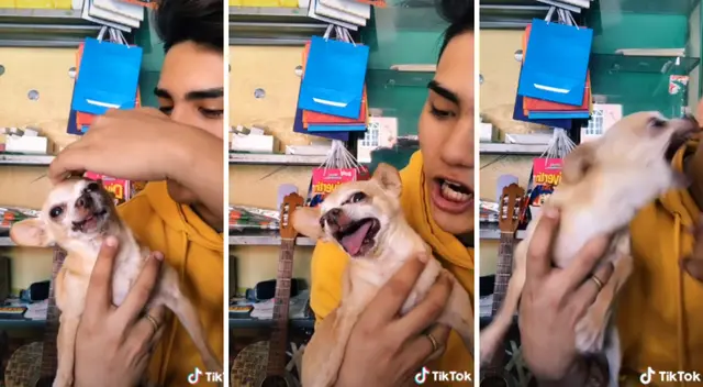 El pequeño chihuahua intentó morder a su dueño en un divertido video viral de TikTok. El pequeño chihuahua intentó morder a su dueño en un divertido video viral de TikTok.