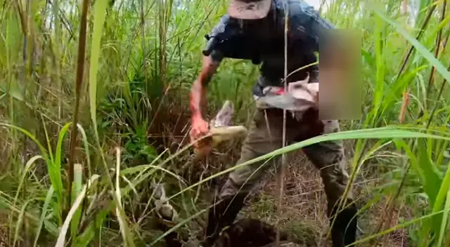 La pelea de un hombre y una pitón gigante estremece las redes sociales