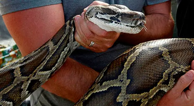 La pelea de un hombre y una pitón gigante estremece las redes sociales