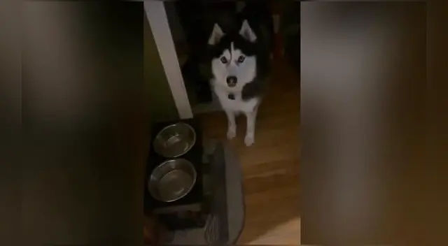 El divertido can ha generado la risa de miles de internautas. El divertido can ha generado la risa de miles de internautas.