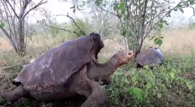 Tortugas gigantes liberadas en Galápagos