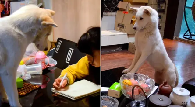 Fantuan vigila que su dueña termine su tarea y no se distraiga de sus labores.