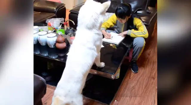 Fantuan vigila que su dueña termine su tarea y no se distraiga de sus labores.