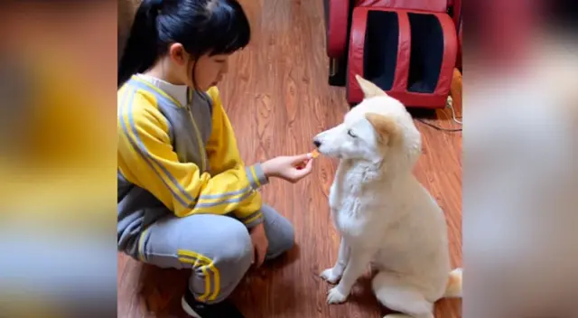 Fantuan vigila que su dueña termine su tarea y no se distraiga de sus labores.