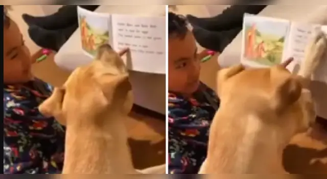 El menor que se volvió viral indica cómo es la pronunciación de cada palabra. El can parece entretenido con dicha clase y pone todos sus sentidos en las páginas del libro. El menor que se volvió viral indica cómo es la pronunciación de cada palabra. El can parece entretenido con dicha clase y pone todos sus sentidos en las páginas del libro.