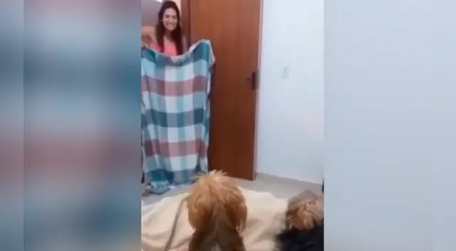 Los pequeños perros causaron sensación en las redes sociales. Los pequeños perros causaron sensación en las redes sociales.