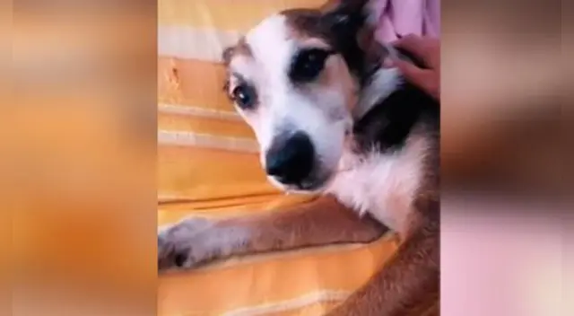 El accionar del joven con su amada mascota fue aplaudida por miles de internautas en las redes sociales.