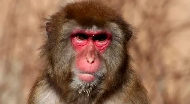 Mono es condenado a permanecer enjaulado luego que matara a una niña