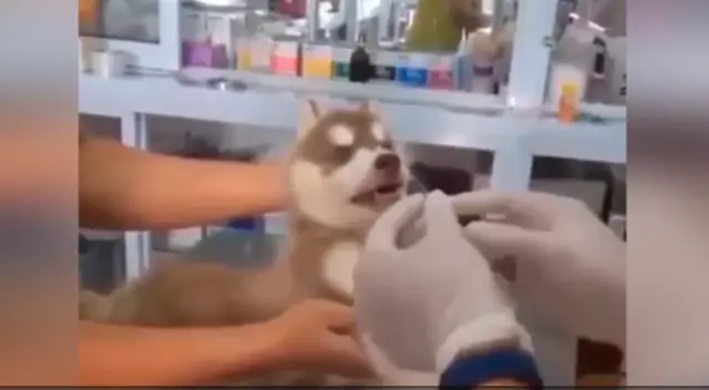 La reacción del perro conmovió a los internautas en las redes sociales. La reacción del perro conmovió a los internautas en las redes sociales.