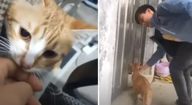 La gatita guió a su dueño hacia su pequeño escondite. La gatita guió a su dueño hacia su pequeño escondite.