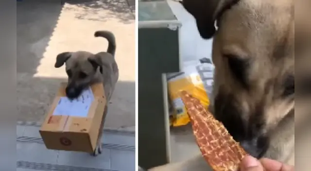 El tierno can se ganó el corazón de miles de internautas en las redes sociales.