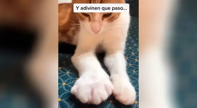 Gato estaba jugando con un abejorro y aprende una lección que nunca olvidará