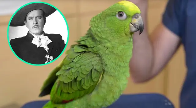 Loro sorprende a todos al cantar ‘Cielito lindo’ de Pedro Infante Loro sorprende a todos al cantar ‘Cielito lindo’ de Pedro Infante