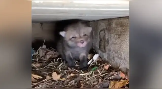 La tierna escena se ha vuelto viral en Facebook. La tierna escena se ha vuelto viral en Facebook.