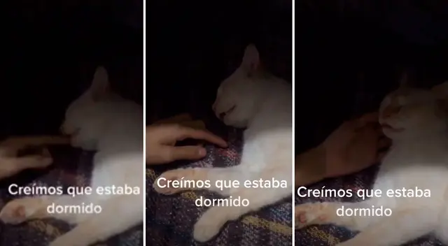 Joven pasa el susto de su vida al creer que su gato había muerto