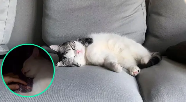 Joven pasa el susto de su vida al creer que su gato había muerto