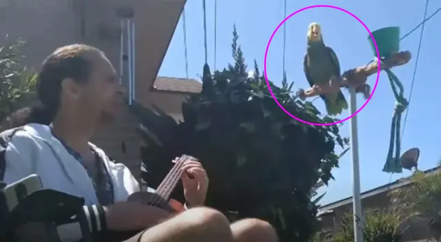 El lorito estira sus alas para empezar a entonar la melodía a ritmo de ukelele.