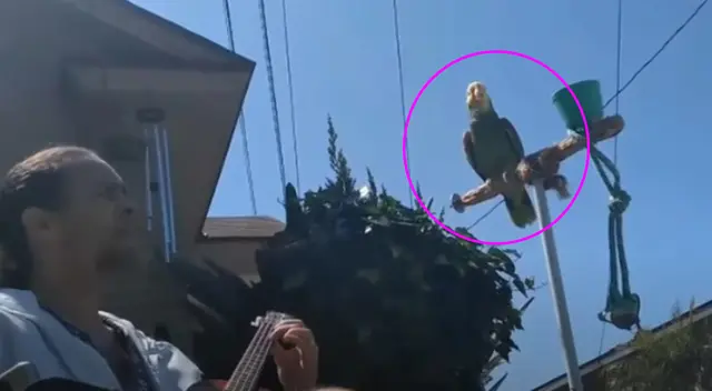 El lorito estira sus alas para empezar a entonar la melodía a ritmo de ukelele.