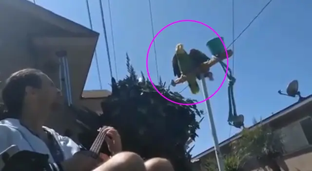 El lorito estira sus alas para empezar a entonar la melodía a ritmo de ukelele.