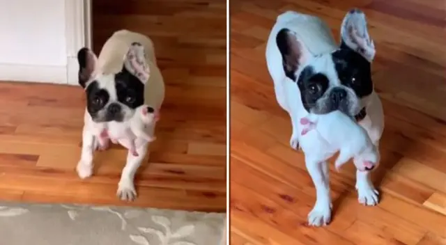 El video de la perrita se convirtió en viral de TikTok.