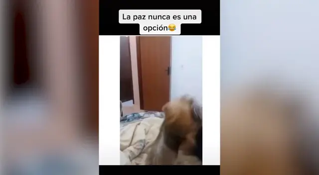 Los pequeños perros causaron sensación en las redes sociales. Los pequeños perros causaron sensación en las redes sociales.