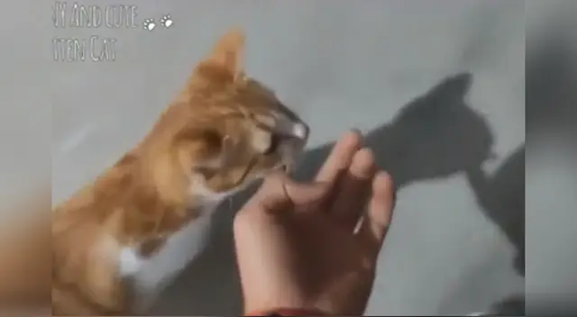 La gatita guió a su dueño hacia su pequeño escondite. La gatita guió a su dueño hacia su pequeño escondite.