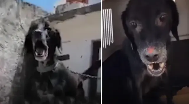 Fenix tardó dos meses en recuperarse de sus heridas.