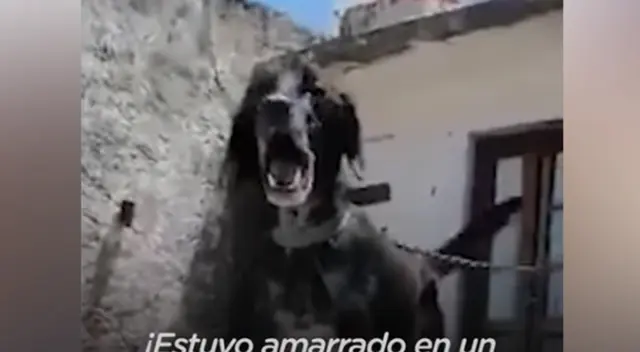 Fenix tardó dos meses en recuperarse de sus heridas.