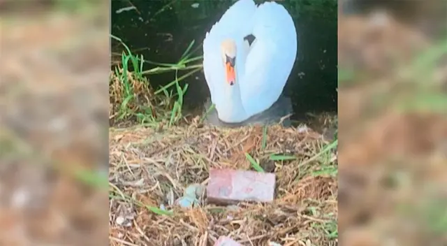 Unos adolescentes lanzaron ladrillos y rocas a su nido.