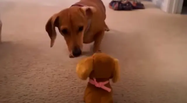 Un pequeño perrito ha sacado una sonrisa a más de una persona en Facebook. Un pequeño perrito ha sacado una sonrisa a más de una persona en Facebook.