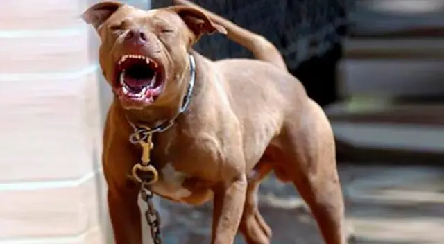 Perro pitbull. Imagen referencial. Perro pitbull. Imagen referencial.