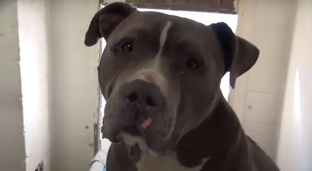 El perrito se puso a llorar porque había sido abandonado por su familia. El perrito se puso a llorar porque había sido abandonado por su familia.