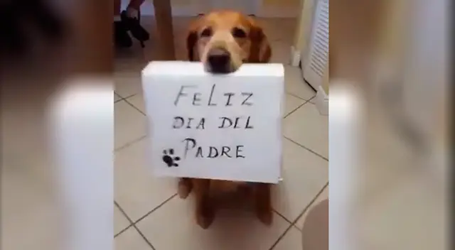 Perrito saluda a su papá perruno. Perrito saluda a su papá perruno.