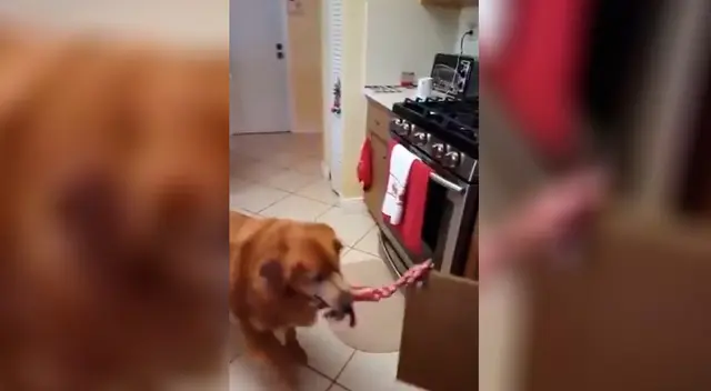 Perrito saluda a su papá perruno. Perrito saluda a su papá perruno.