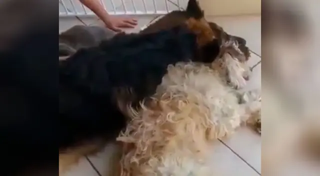 El can protagonizó un conmovedor momento por su amigo. El can protagonizó un conmovedor momento por su amigo.