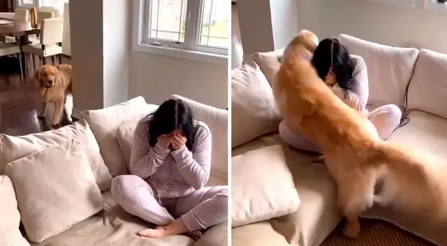 Mujer finge llorar y su perro tiene tierna reacción Mujer finge llorar y su perro tiene tierna reacción