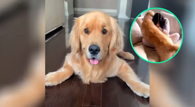 Mujer finge llorar y su perro tiene tierna reacción Mujer finge llorar y su perro tiene tierna reacción
