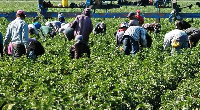 Agricultores latinos en Estados Unidos.